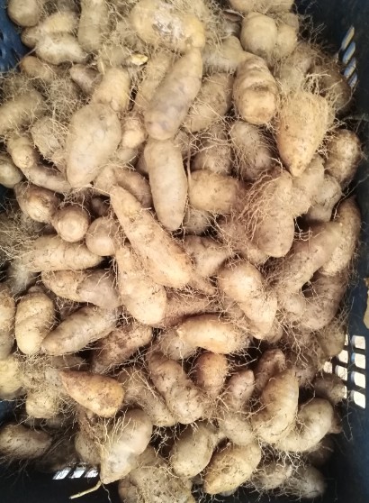 小毛薯 海南毛薯 粉香毛薯 甜薯 新鲜淮山薯 粉山药猪仔薯五斤包