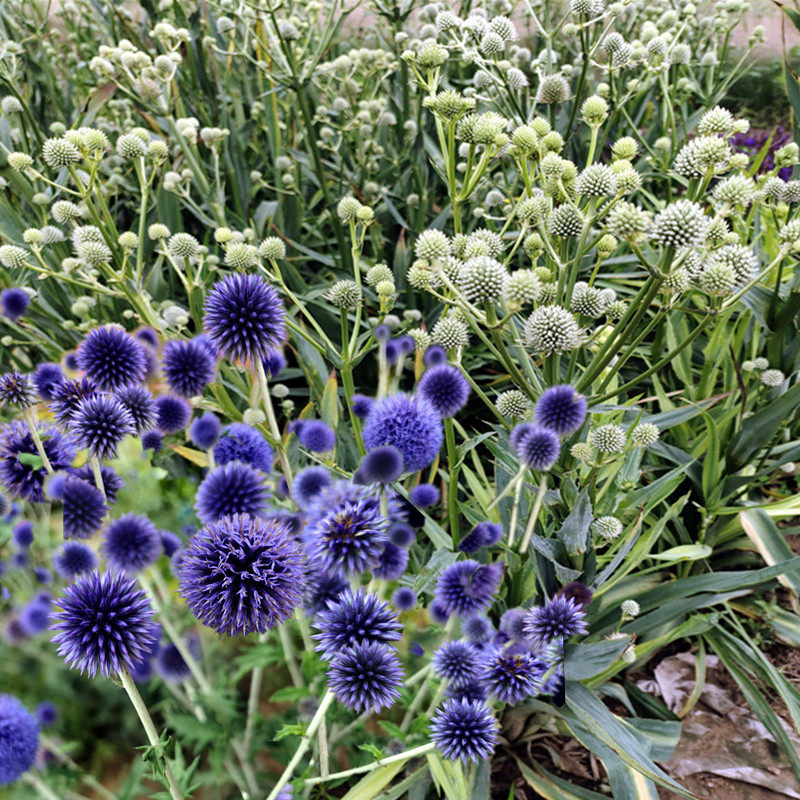 海滨刺芹 蓝刺头花苗  多年生耐寒宿根花卉 【鲁虹园艺】