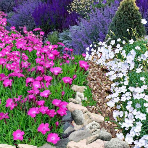 白色贝拉会开花草坪常绿欧石竹