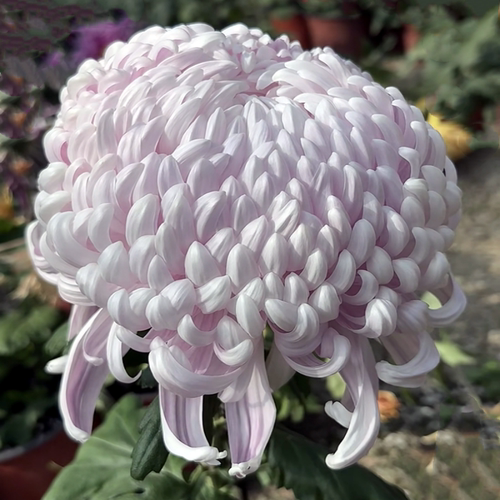 鲁虹花卉四季花期长多年生耐热