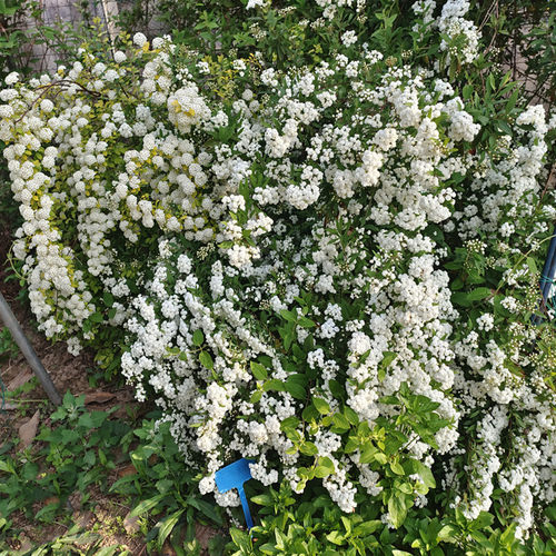 绣线菊春花园花灌木耐寒耐热花苗