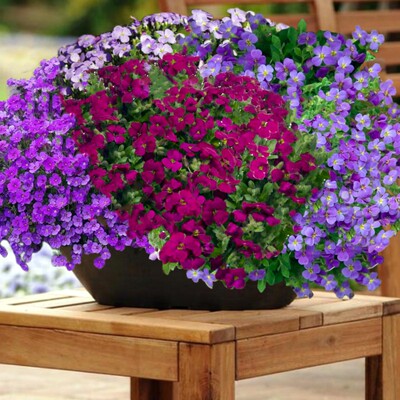 宿根岩石园庭芥鲁虹花春秋南庭芥