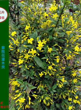 四季开花迎春花境耐寒耐热盆栽