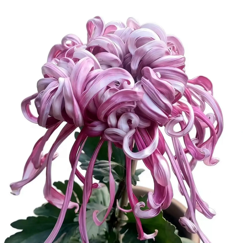菊菊花大菊秋菊菊花苗