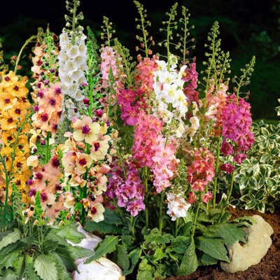 花卉花园毛蕊花花苗宿根春秋鲁虹