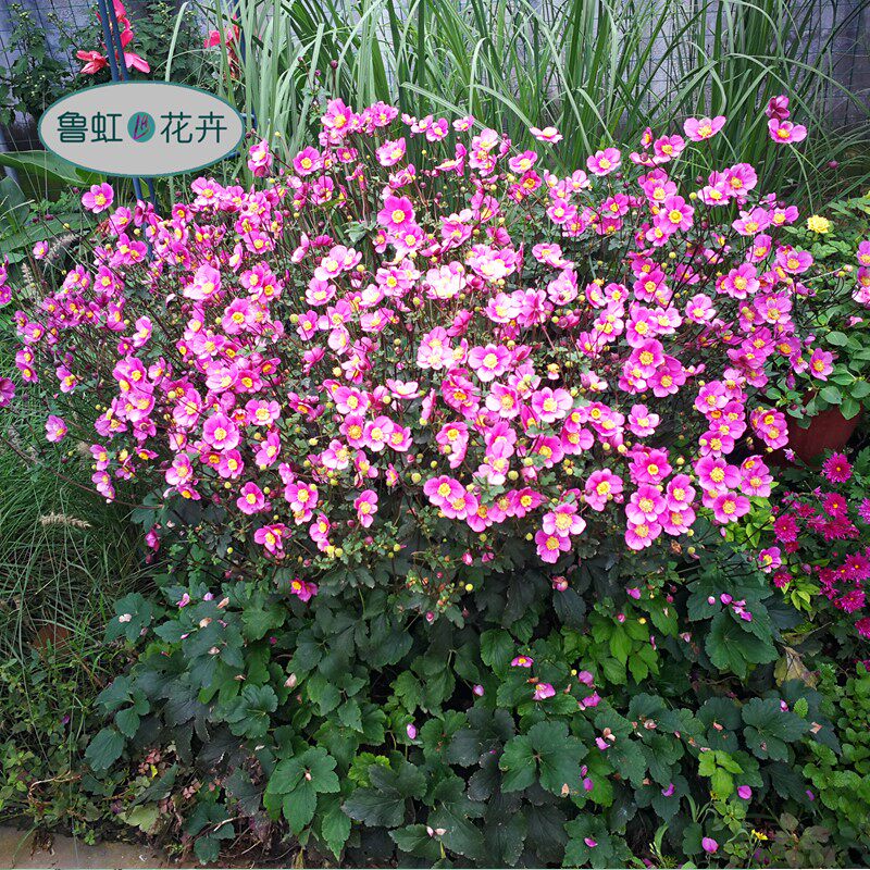 秋牡丹 野棉花  杂交银莲花苗  多年生耐寒宿根花卉【鲁红园艺】