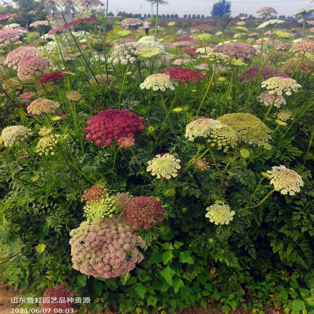 胡萝卜花黛拉巧克力色 奥莱芹蕾丝花 大阿米芹花苗 【鲁虹园艺】