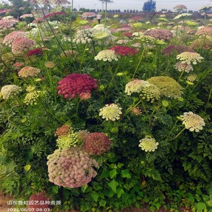 胡萝卜花黛拉巧克力色 奥莱芹蕾丝花 大阿米芹花苗 【鲁虹园艺】