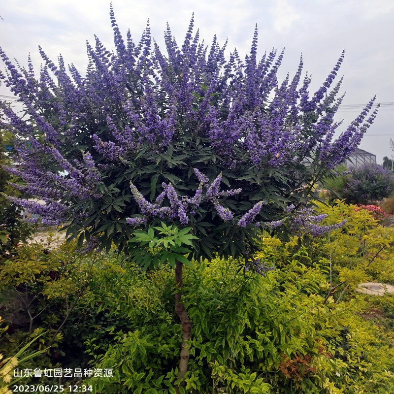 穗花杜荆 盆栽苗   耐热耐寒耐旱花期长多年生花灌木【鲁红园艺】 鲜花速递/花卉仿真/绿植园艺 时令草本花卉 原图主图