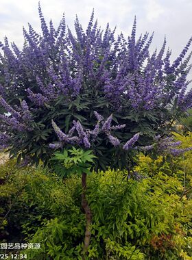 花期长花灌木耐寒耐热穗花牡荆