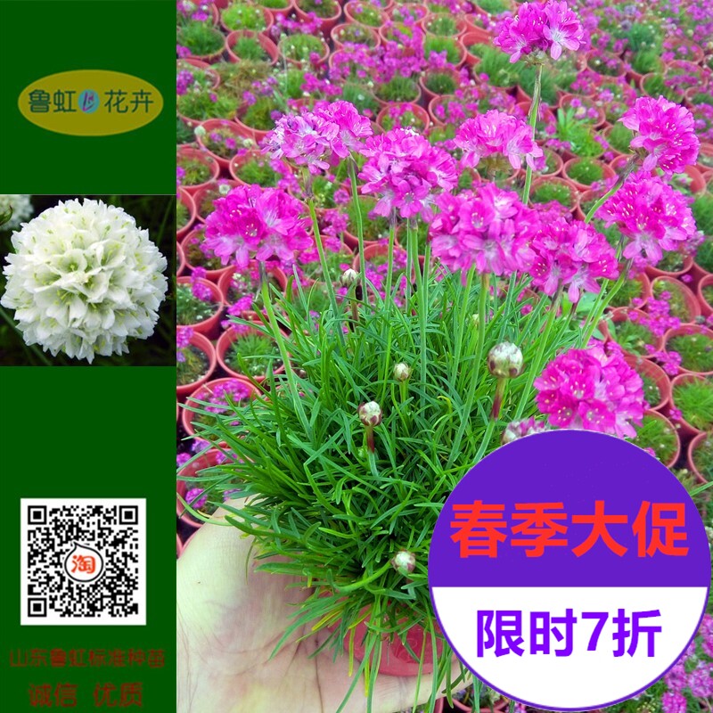 海石竹价格 海石竹图片 星期三