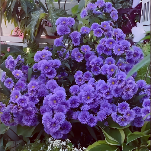 荷兰菊耐寒宿根花卉紫苑花苗春秋