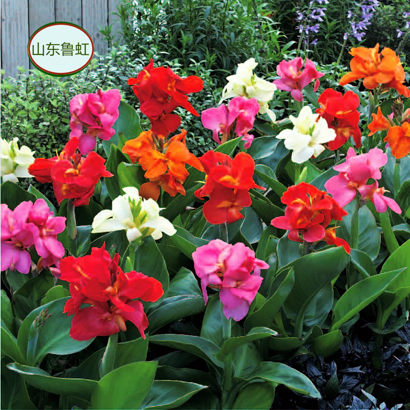 矮生美人蕉盆栽  卡诺娃各色 火焰  金脉彩叶美人蕉【鲁红园艺】