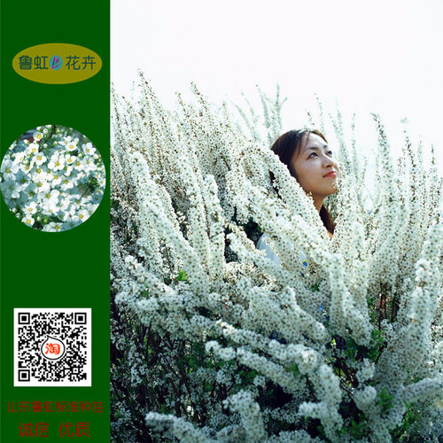 喷雪花春季花园耐寒雪柳四季鲁虹