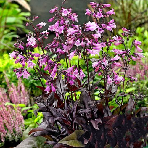 多年生宿根花卉鲁虹花卉