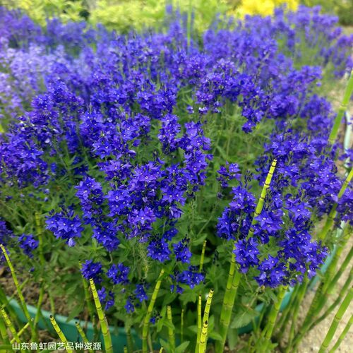 婆婆纳多年生耐寒耐热宿根花卉