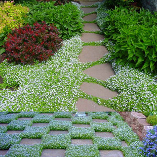 地被宿根六倍利  新西兰半边莲盆苗  多年生耐寒耐热【鲁虹花卉】