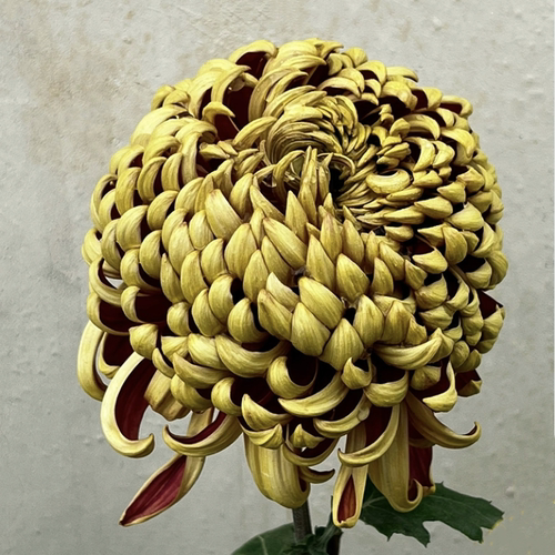 大菊菊花秋菊菊花苗