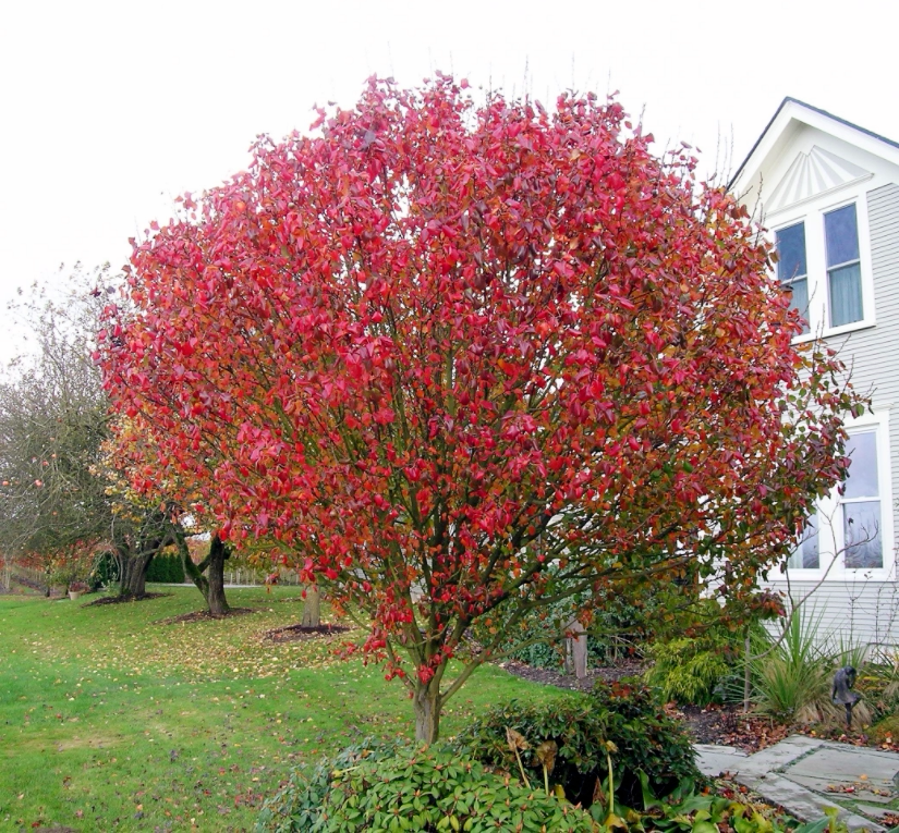 彩叶豆梨(秋火焰)豆梨花灌木苗  庭院观花观叶灌木【鲁虹花卉】