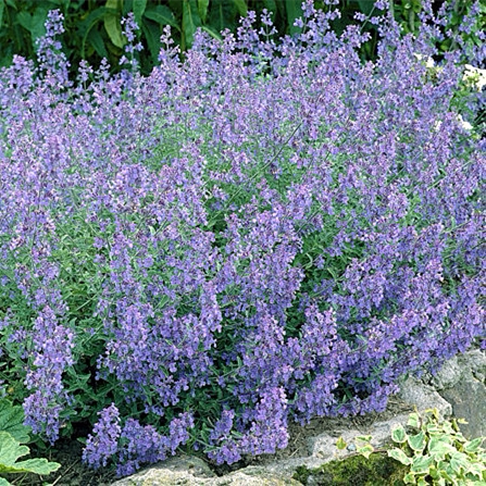 荆芥耐寒盆栽苗花卉花苗猫草鲁虹