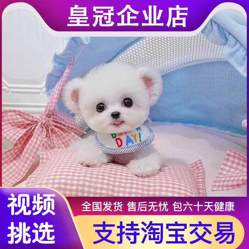飞耳比熊幼犬纯种法国小比熊上海小体韩系比熊狗茶杯比熊活体可爱
