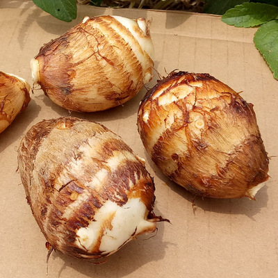 2025江西芋头新鲜小芋头农家种植新鲜蔬菜现挖芋艿芋子芋仔软糯滑