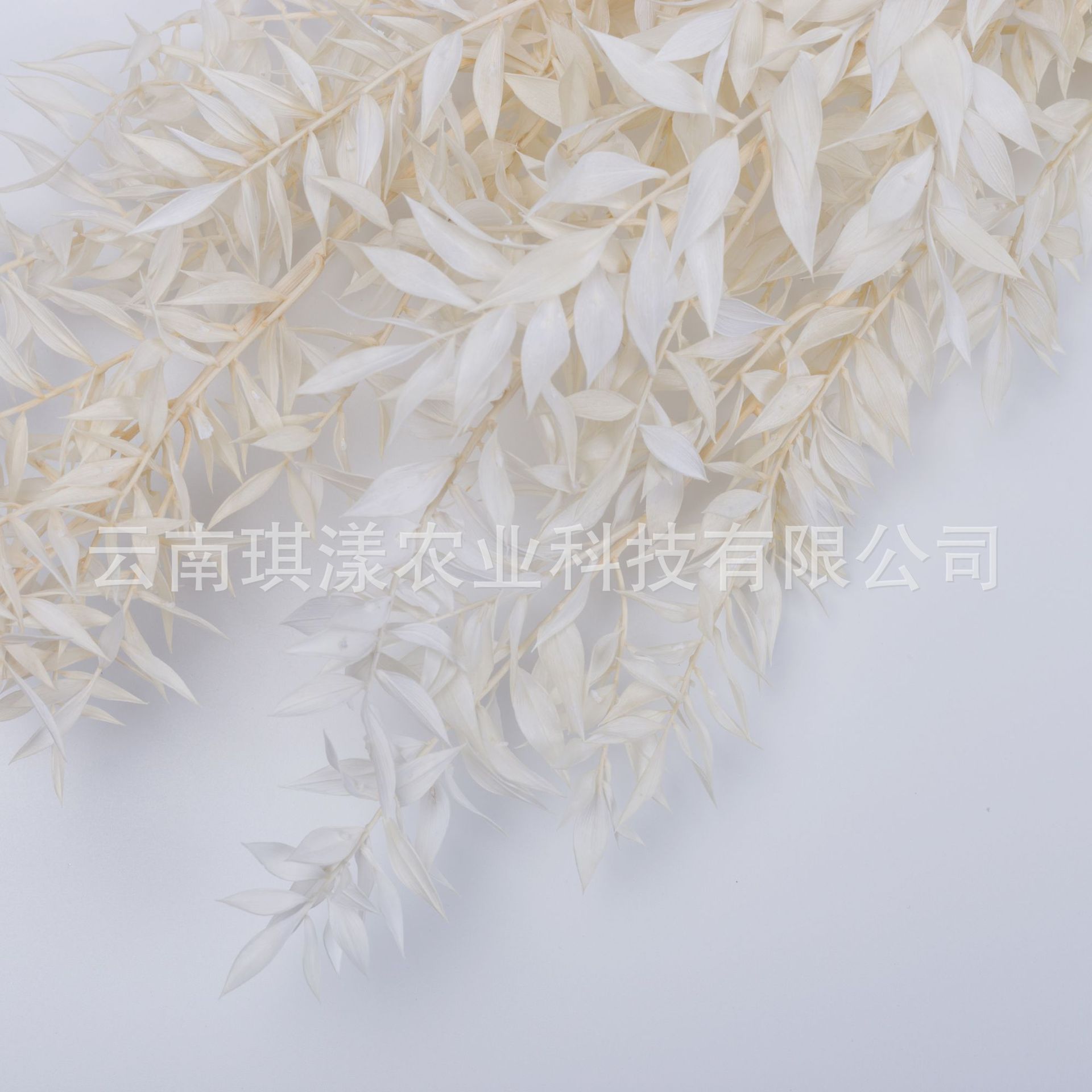 干花富贵叶白色芦苇枝富贵叶云南货源干果