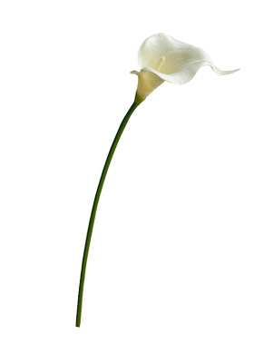 高级感仿真花马蹄莲假花