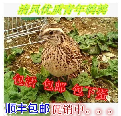 青年公母活体会下蛋的宠物鹌鹑