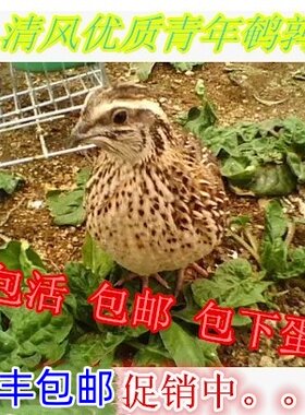 青年公母活体会下蛋的宠物鹌鹑
