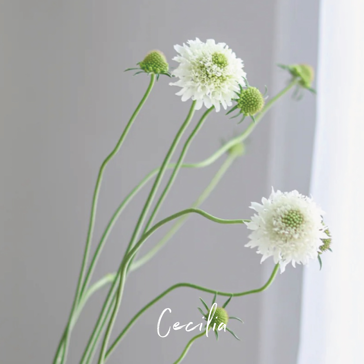 cecilia 松虫草蓝盆花鲜切花居家水养家庭办公室插花云南空运直发