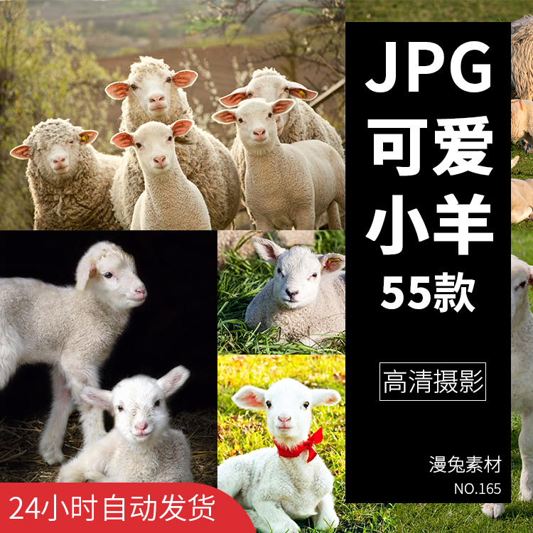 可爱小羊草原羊群呆萌动物高清jpg摄影图片素材文件