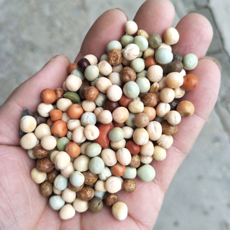 鸽子饲料混合豌豆5斤红豌豆绿豌豆麻豌豆信鸽高蛋白饲料鸽粮豌豆