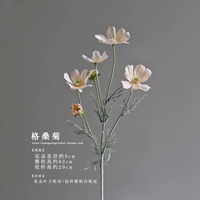 Ge Sang Chrysanthemum/1 ветвь