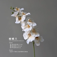 Phalaenopsis/1 филиал/шампанское