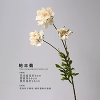 Wheel Feng Ju/2 ветви