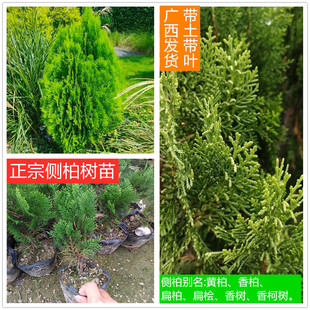 广西正宗侧柏树苗墓地风水苗木香柏黄柏扁柏百枝树苗四季常青包邮
