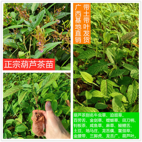 广西正宗中药材葫芦茶树苗