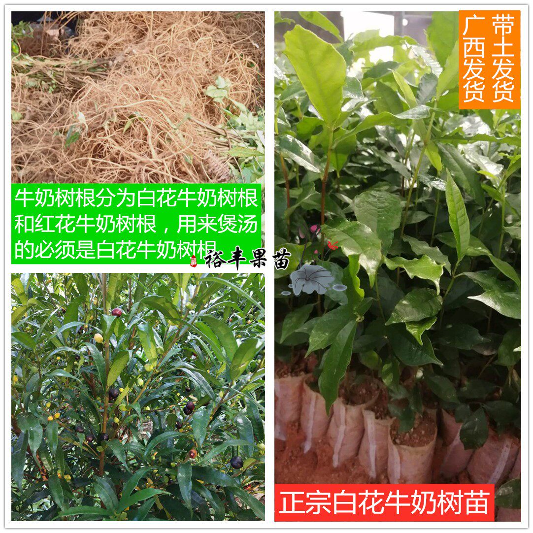 正宗白花牛奶根种子种苗