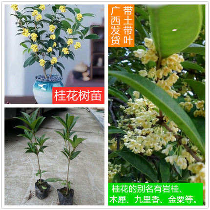 广西正宗四季桂金桂八月桂花树苗盆栽庭院风景绿化苗木当年开花