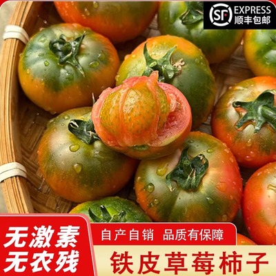 盘锦碱地草莓柿子铁皮番茄西红柿