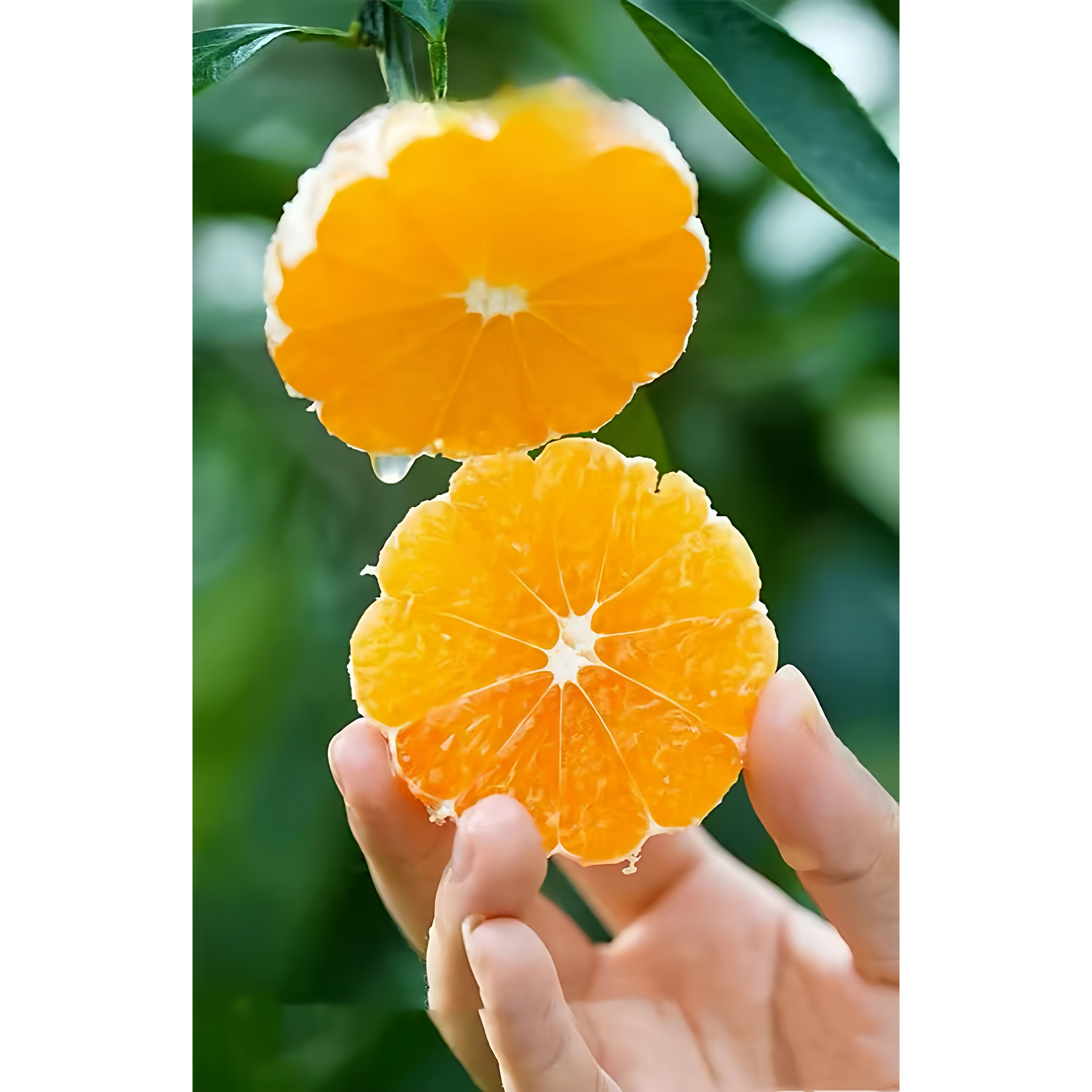 正宗永州特产江永回峰蜜桔