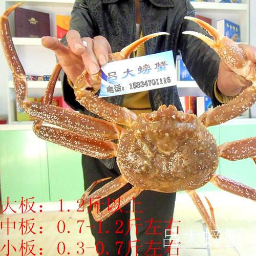 板蟹雪蟹长脚蟹松叶蟹鲜活