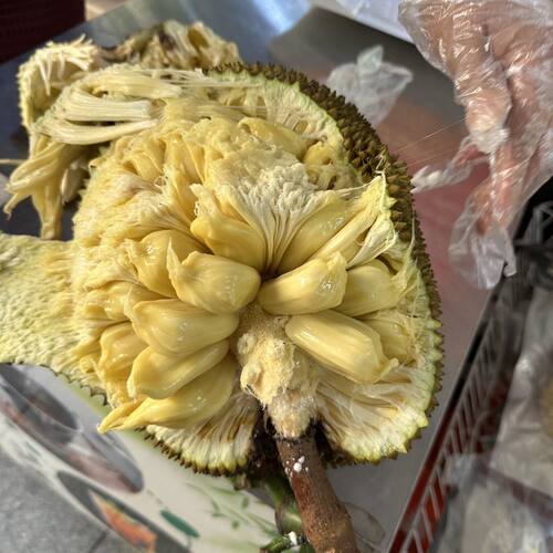广西湿苞菠萝蜜整个果3-10斤老树原生树不嫁接本地湿包木菠萝