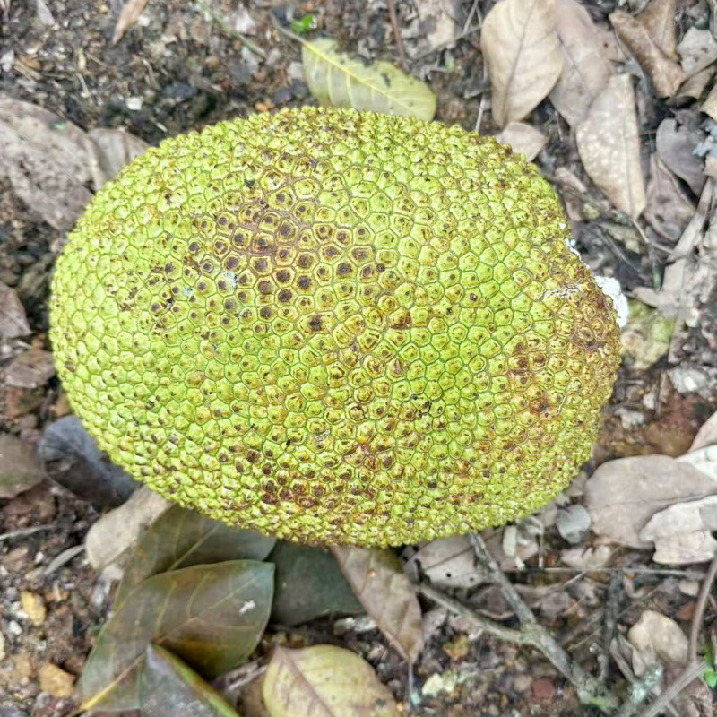广西湿苞菠萝蜜整个果3-10斤老树原生树不嫁接本地湿包木菠萝