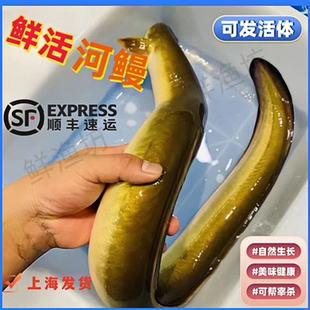 河鳗淡水鲜活河鳗鱼 鳗鱼活体水中人参活杀白鳗上海顺丰包邮鳗鱼