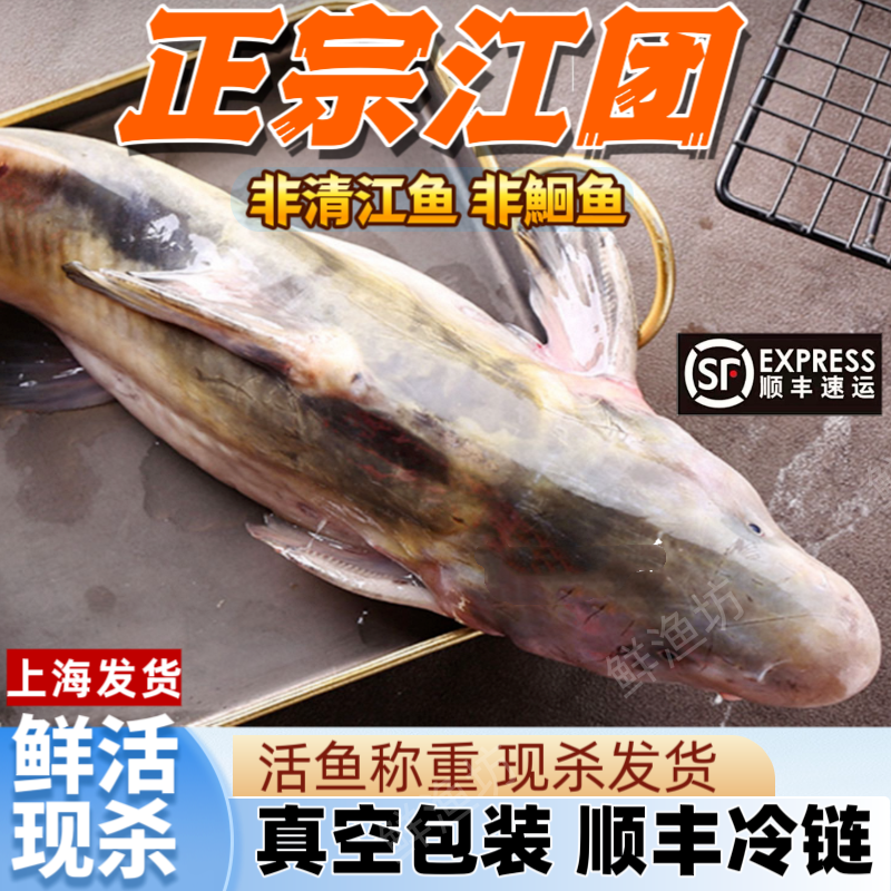江团鱼正宗江团非清江鱼鲜活现杀上海发货真空包装顺丰冷链大鱼