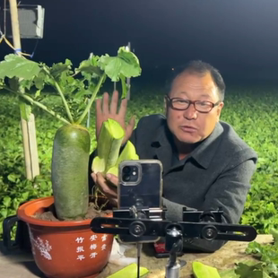 天津沙窝老郭 天星02（金星）沙窝萝卜 甜辣爽口净重9斤