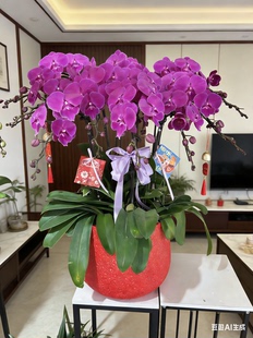 10株蝴蝶兰开业乔迁送礼盆栽厦门同城配送