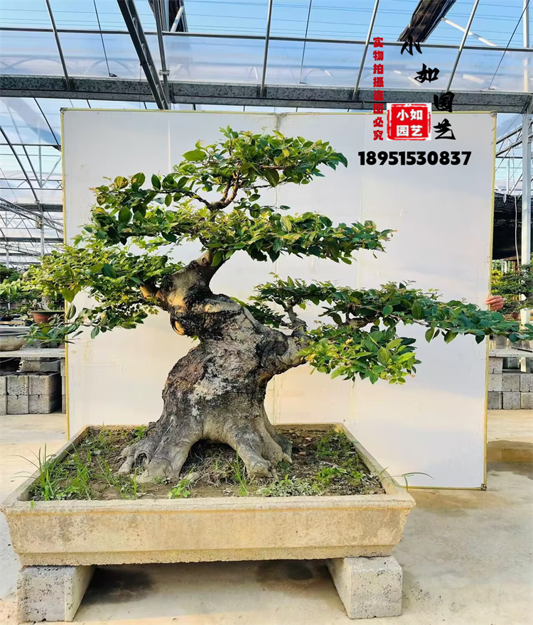 大型古桩相思树漂亮气派好养 高档次老桩造型盆景少见朴树成型桩